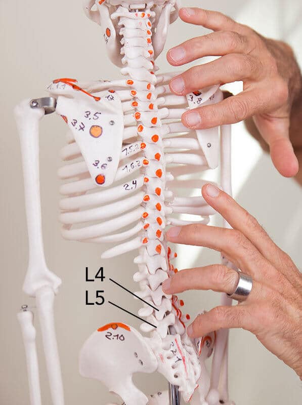 Lumbar spine skeleton