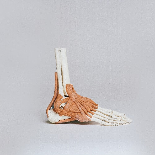 Bone structure of a foot.