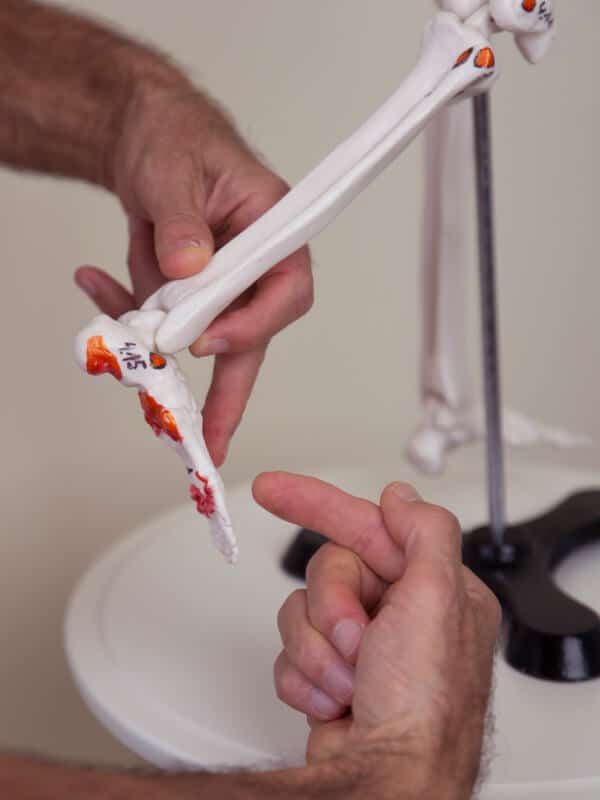 Someone pointing at marked points on a skeletal foot.