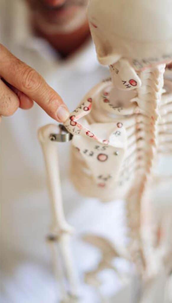 Osteopressure points on a skeleton.