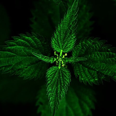 Peppermint herb.