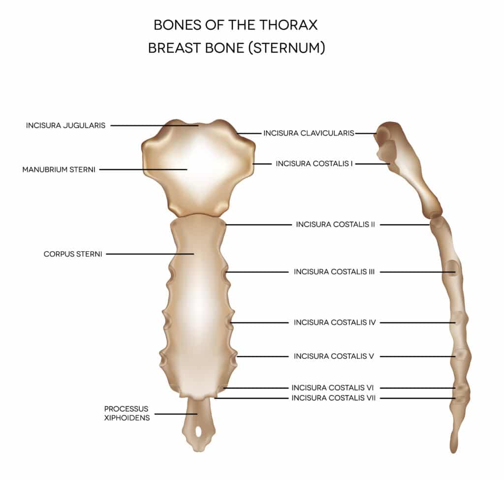 Illustration of the sternum.
