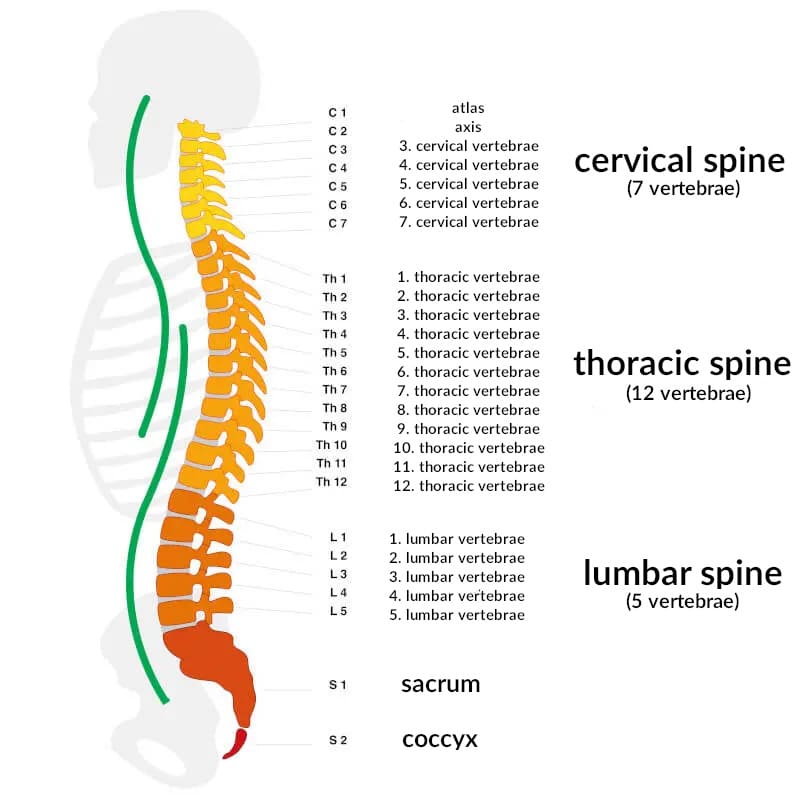 Illustration of the spine and its vertebrae.
