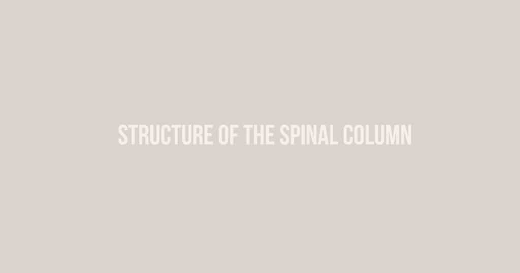the structure of the spinal column