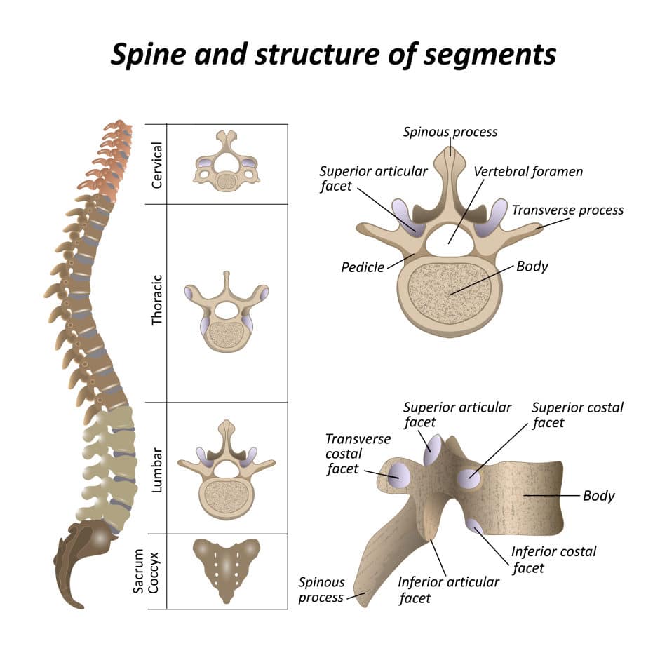 Anatomical illustration of the spine.