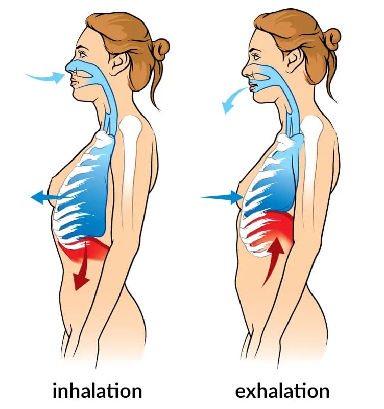 Illustration of the process of inhalation and exhalation.