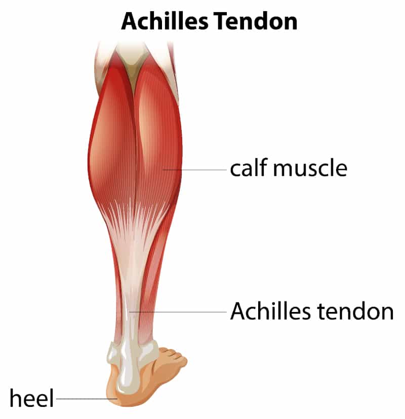 Vector illustration of an Achilles tendon.