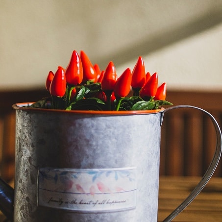 pot of fresh chili peppers