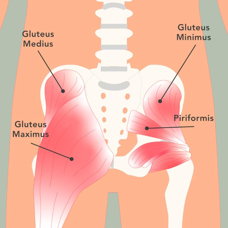 Diagram of the pelvis and glute muscles.