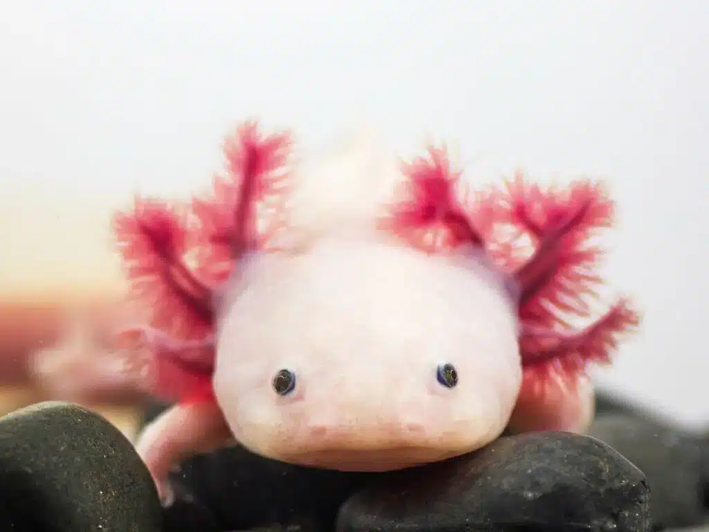A graphic of a pink plush toy.