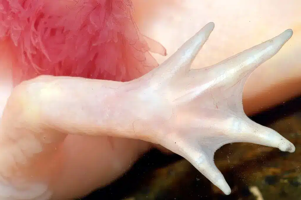 Image of a Axolotls' hand