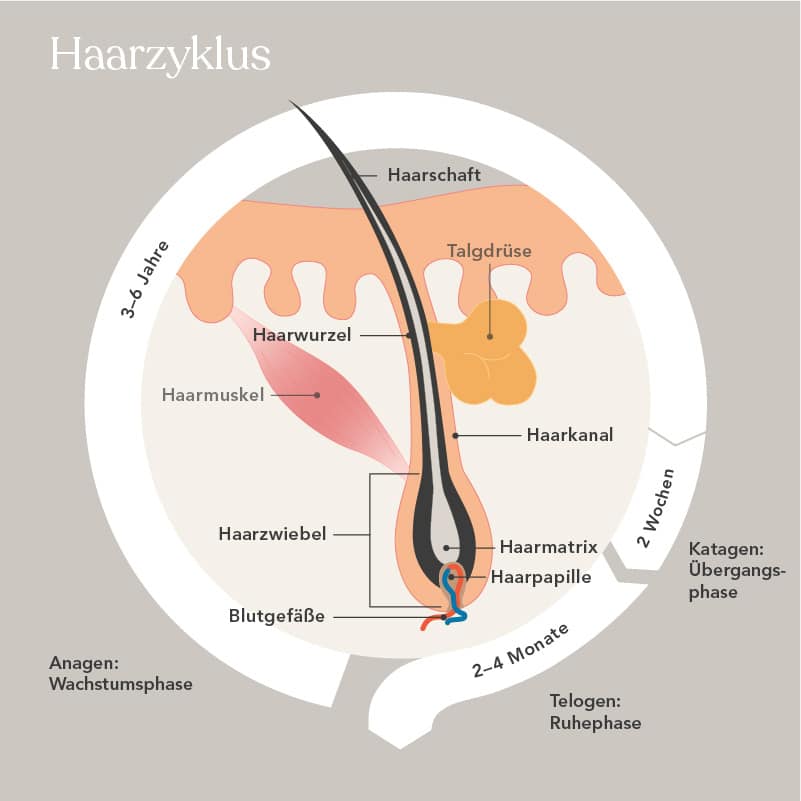 Grafische Darstellung des Haarzyklus