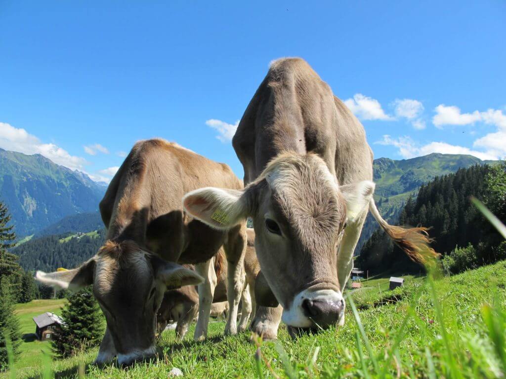 Kühe die auf der Weide Gras fressen