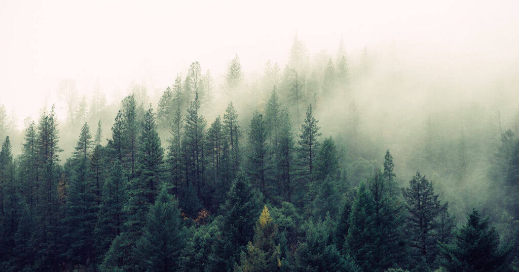 Ein Tannenwald von oben fotografiert