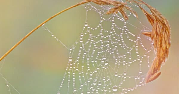 Zu sehen ist ein Spinnennetz, das an einer Getreideähre gesponnen ist und die Ähre herunterbiegt.