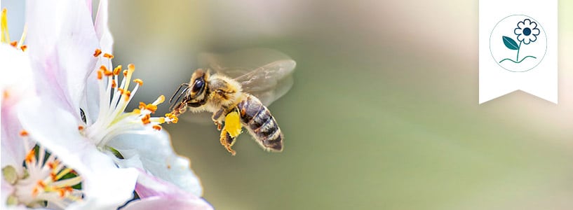 Spendenaktion Let it bee Liebscher und Bracht