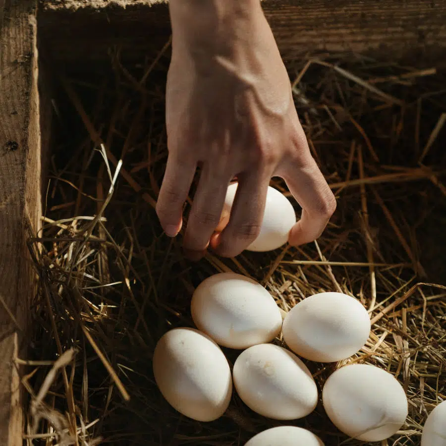 Eine Hand greift nach einem frischen Ei, das neben anderen weißen Eiern im Heu liegt