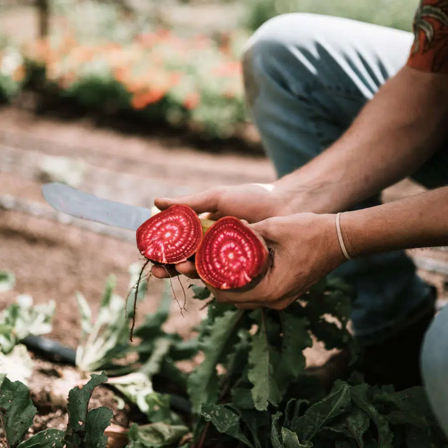 Ein Mann hält eine aufgeschnittene Rote Bete in der Hand. Er sitzt draußen auf einem Acker.