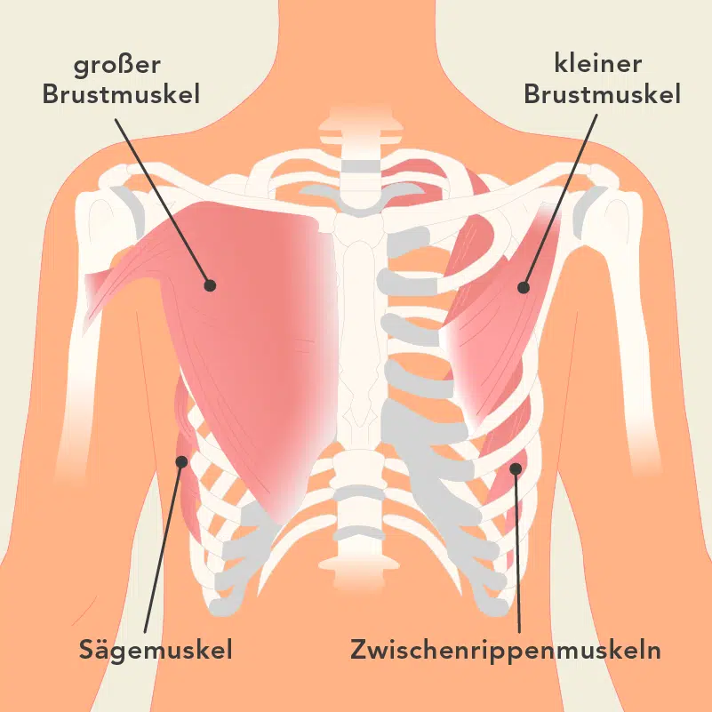 Dehnung Des Brustmuskels