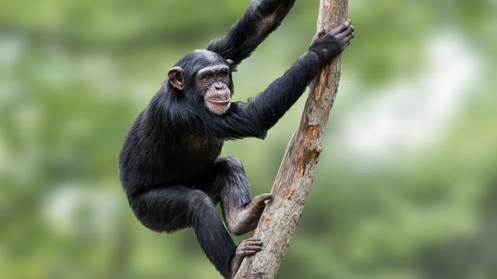 Ein Schimpanse klettert auf einem Ast