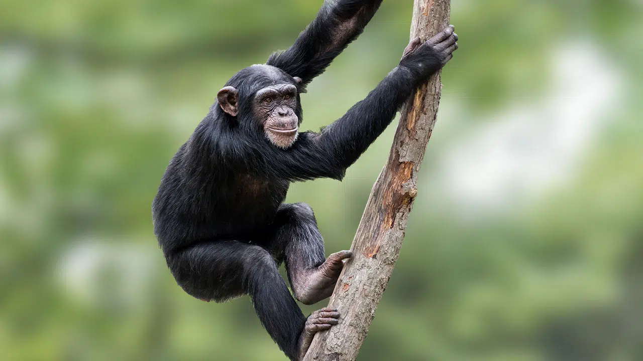 Ein Schimpanse klettert auf einem Ast
