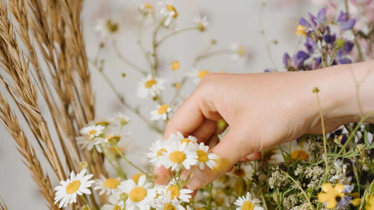 Eine Hand pflückt Kamille aus einem Strauß von Heilpflanzen