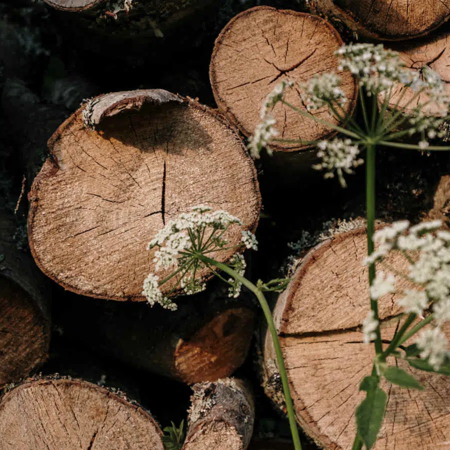 Einige Baumstämme einer Weide sind übereinandergestapelt. Vor ihnen wächst eine Schafgarbe.