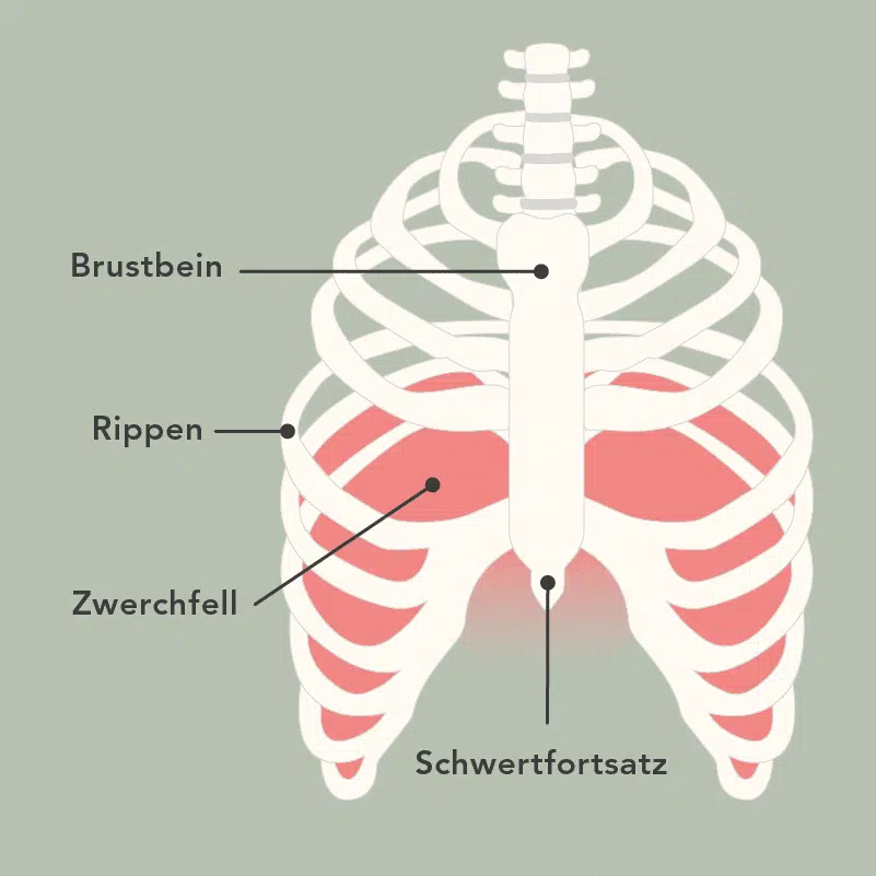 Illustration eines Brustkorbs mit Brustbein, Rippen, Zwerchfell und dem Schwertfortsatz.