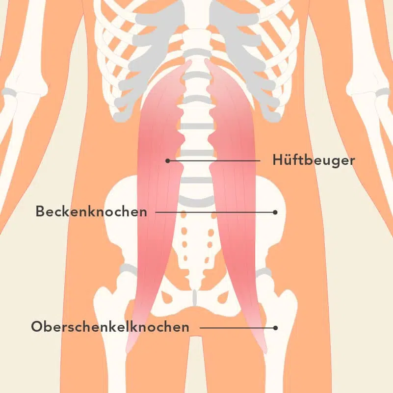 Die Grafik zeigt ein menschliches Skelett sowie die Hüftbeuger-Muskeln, die zwischen der letzten Rippe über das Becken und bis zur Innenseite des Oberschenkels verlaufen.