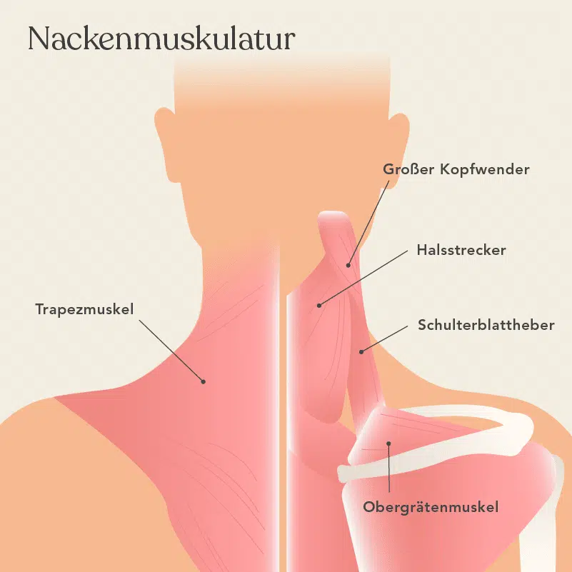 Grafische Darstellung mehrerer Nackenmuskeln: Großer Kopfwender, Halsstrecker, Schulterblattheber, Obergrätenmuskel, Trapezmuskel.