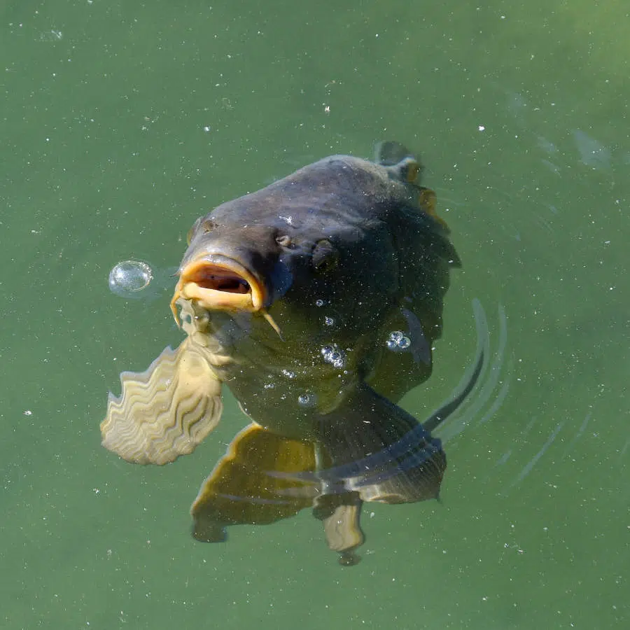 Ein relativ großer Fisch schwimmt im Wasser und schaut den Fotografen an. Sein Kopf und das Maul sind nah an der Wasseroberfläche.
