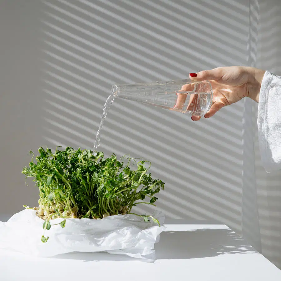 Eine Schale mit selbstgezogener Gartenkresse steht auf einem Tisch. Eine Frauenhand gießt die Kresse.