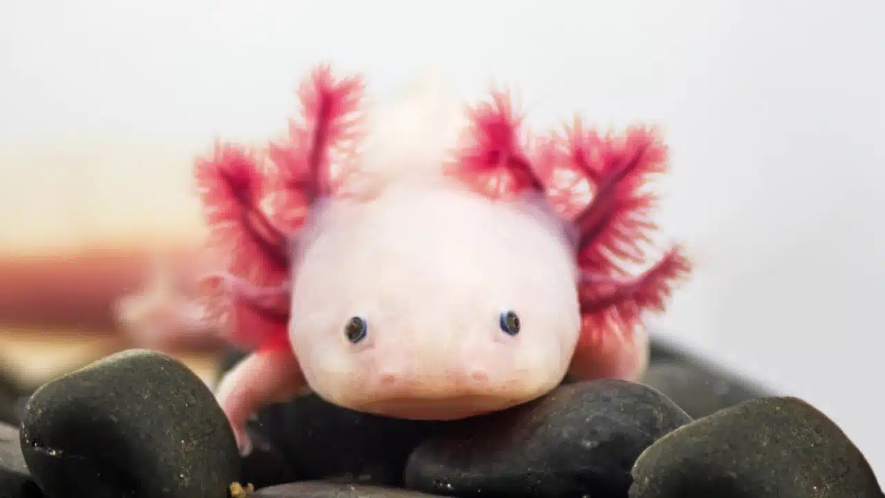 Albino Axolotl, eine Art Molch, von vorne auf schwarzen Kieselsteinen