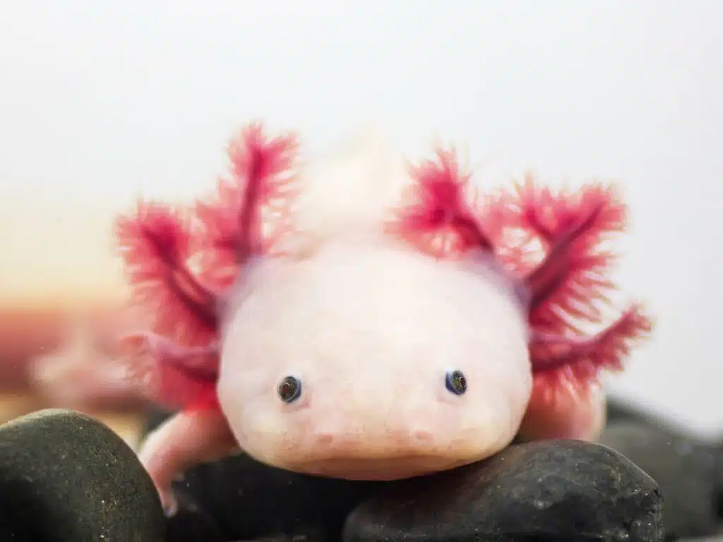 Albino Axolotl, eine Art Molch, von vorne auf schwarzen Kieselsteinen