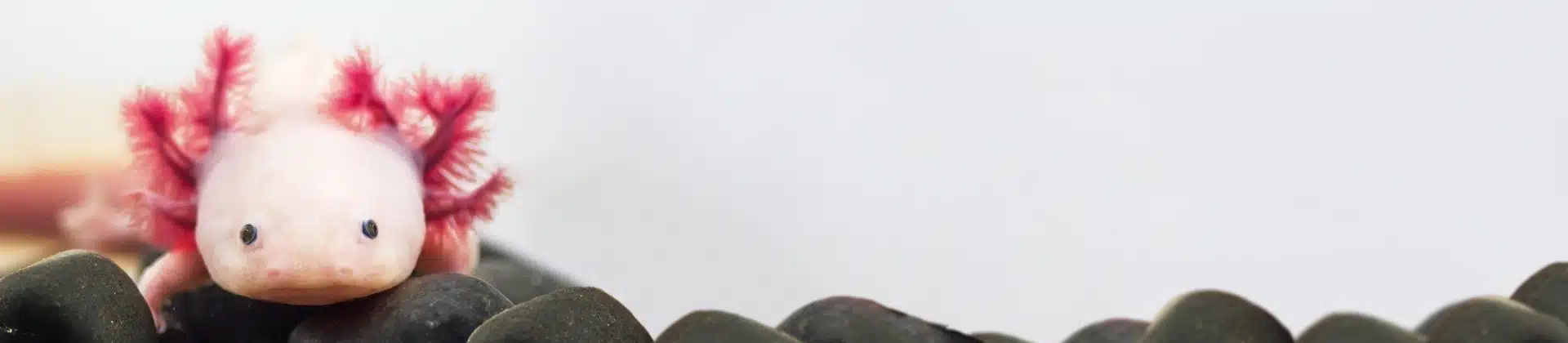 Albino Axolotl, eine Art Molch, von vorne auf schwarzen Kieselsteinen