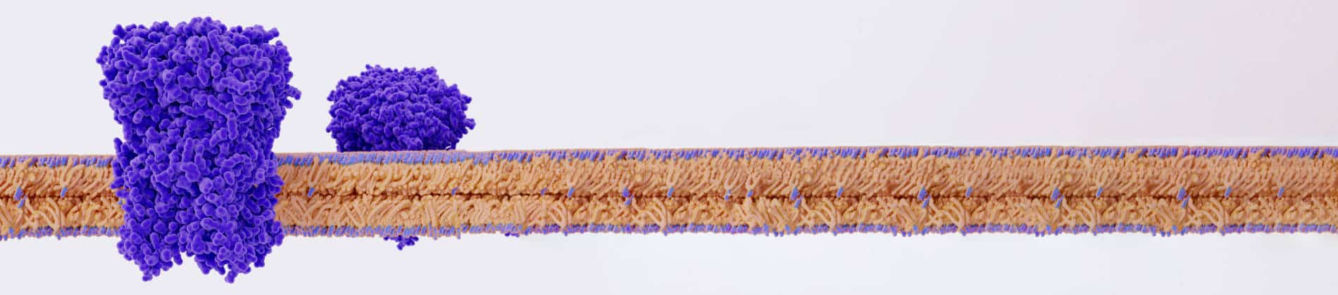 grafische Darstellung einer Zellmembrane mit Ionen-Kanälen