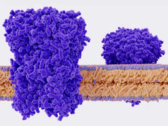 grafische Darstellung einer Zellmembrane mit Ionen-Kanälen