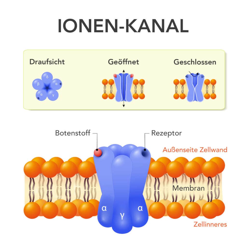 schematische Darstellung eines Ionen-Kanals, der in eine Zellwand eingebettet ist