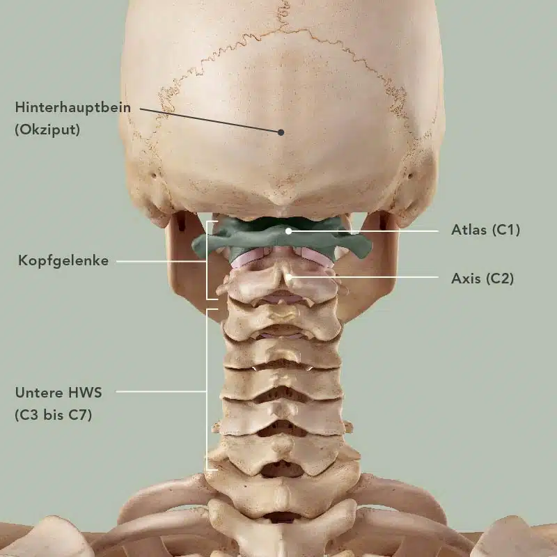 Anatomische Betrachtung des Hinterkopf-Nacken-Bereichs.