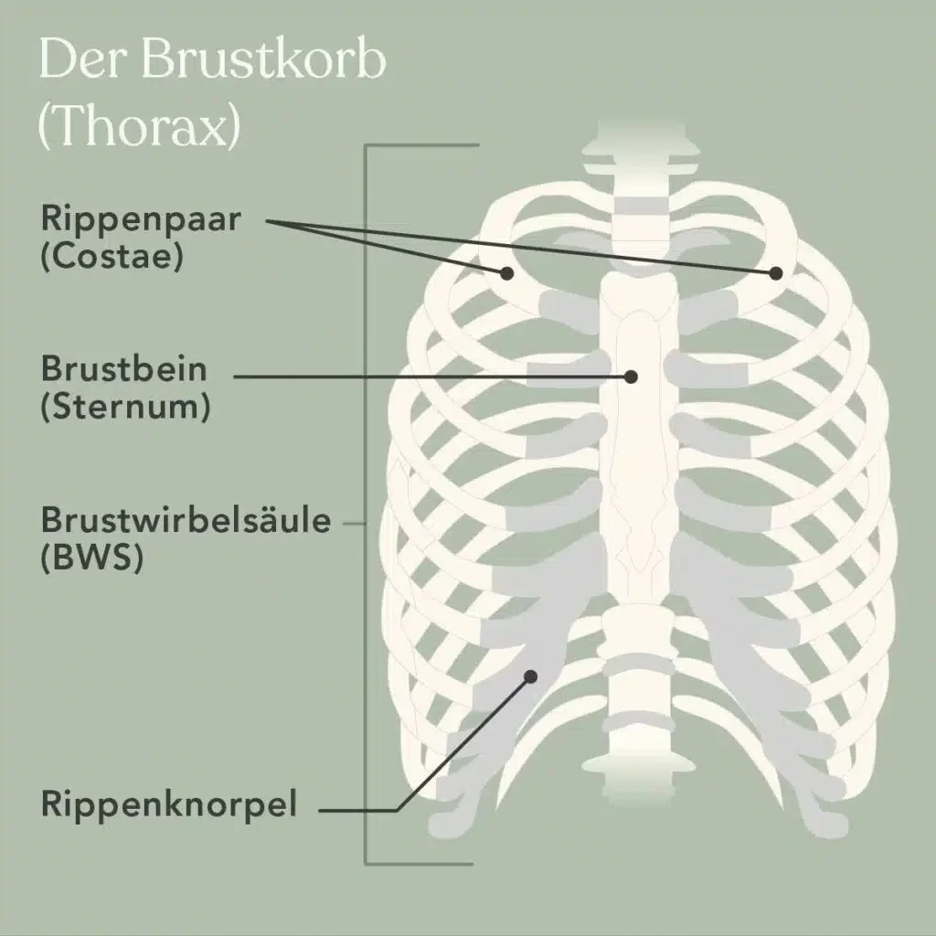 Grafik des Burstkorbs mit Rippenpaaren, Brustbein, Brustwirbelsäule und Rippenknorpel.