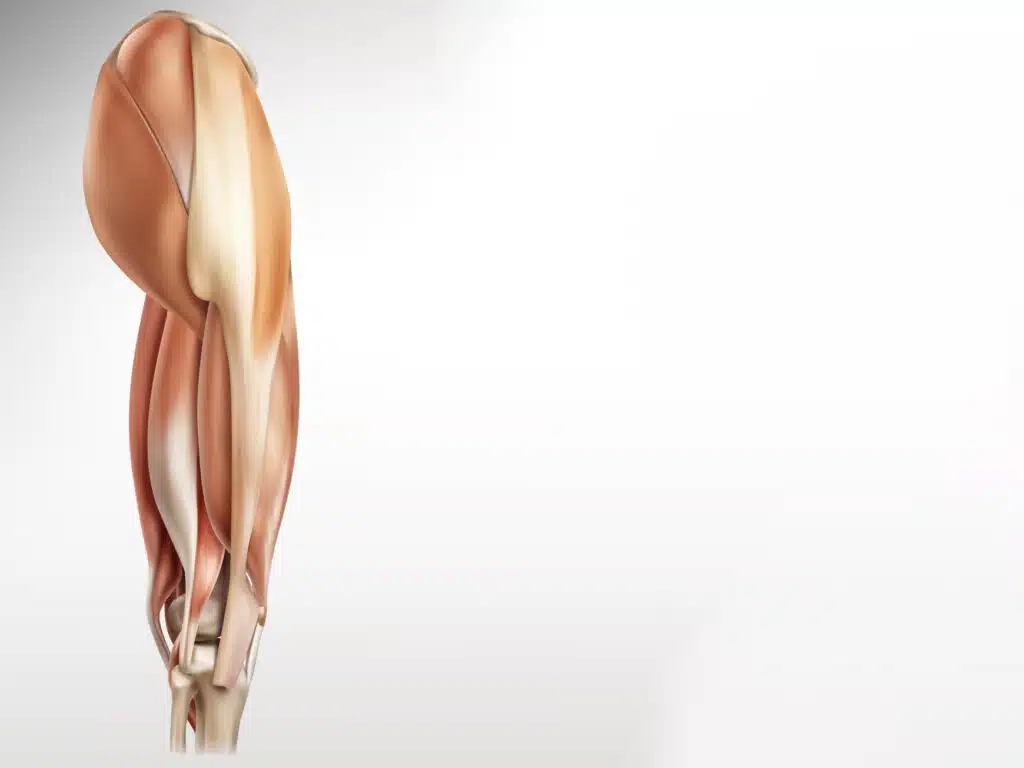 Grafik von menschlichem Oberschenkel. Zu sehen sind Muskeln, Bänder, Sehnen und Knochen