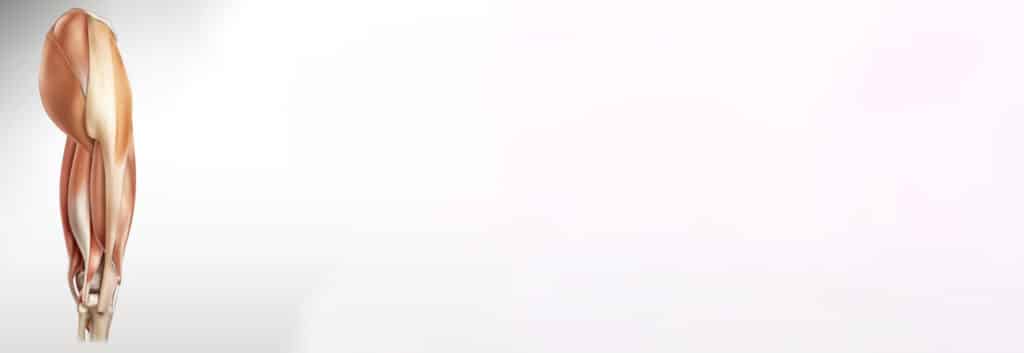 Grafik von menschlichem Oberschenkel Anatomie, Muskeln, Bänder, Sehnen, Knochen