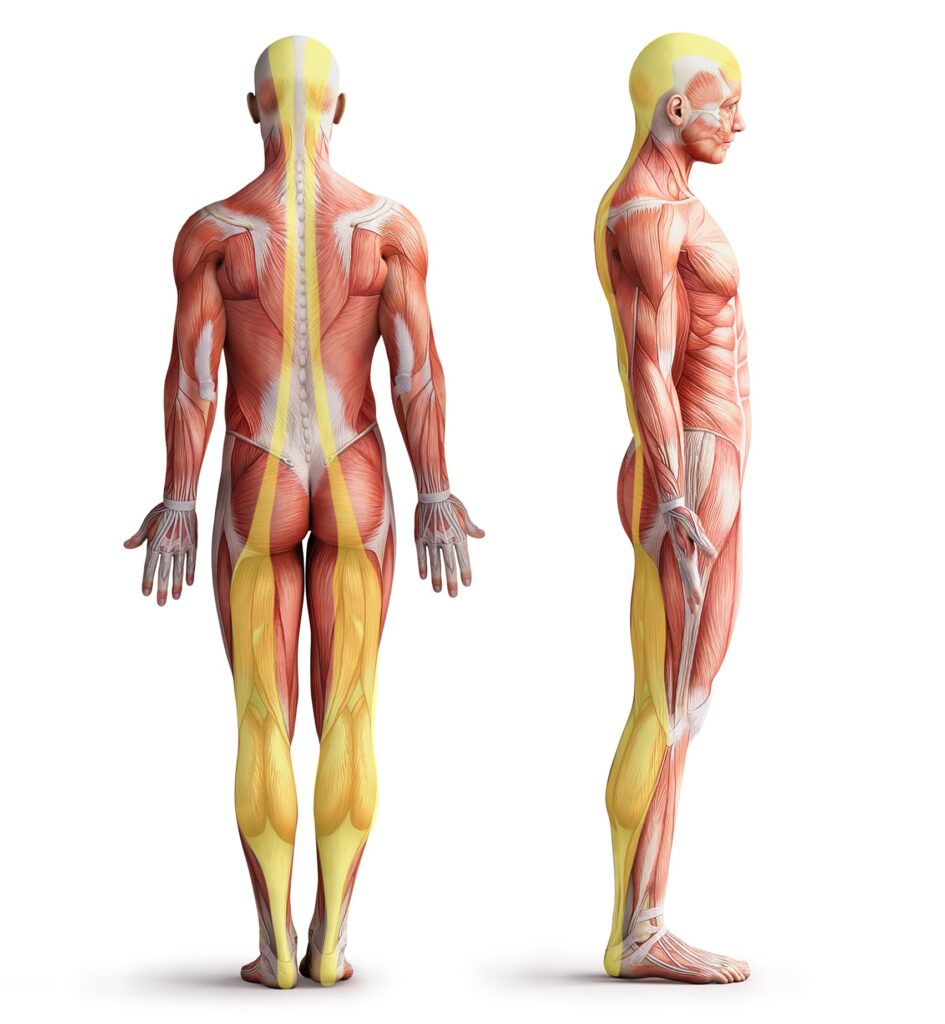 Illustration Muskeln menschlicher Körper von hinten und von der Seite, Faszienketten farblich hervorgehoben