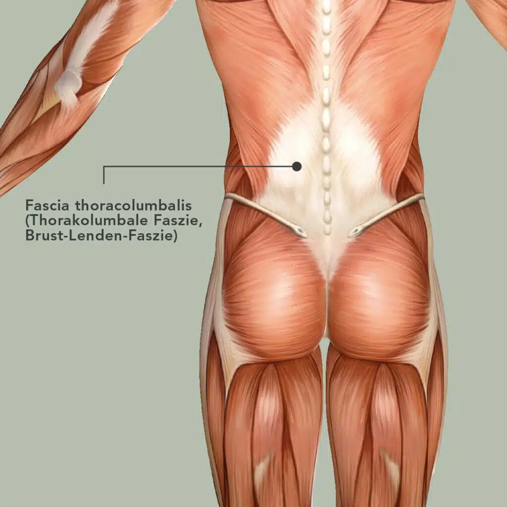 Grafik eines menschlichen Rückens, die die Muskeln zeigt. Der Bereich oberhalb des Gesäßes ist beschriftet mit "Fascia thoracolumbalis (Thorakolumbale Faszie, Brust-Lenden-Faszie)
