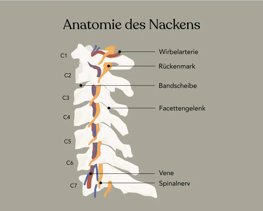 Anatomie des Nackens