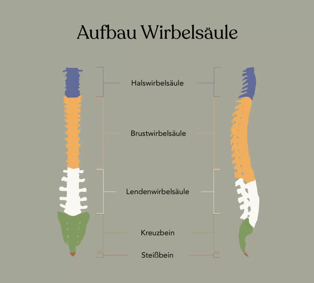 Aufbau Wirbelsäule