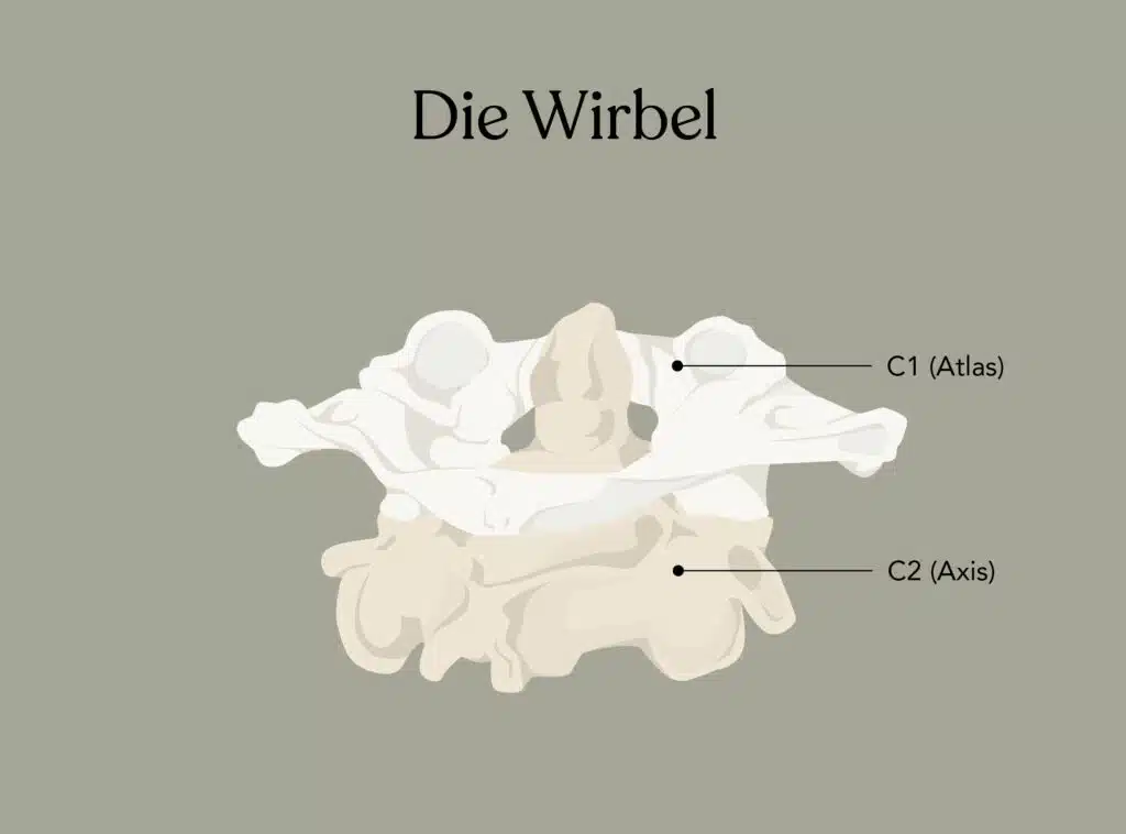 Die Wirbel