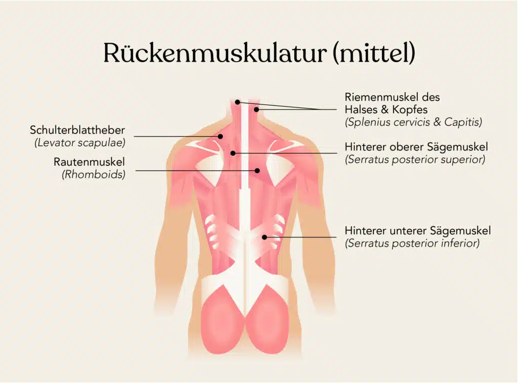 Die folgenden Muskeln liegen in der mittleren Schicht: Schulterblattheber, Rautenmuskel, Riemenmuskel des Halses und des Kopfes, hinterer oberer Sägemuskel und hinterer unterer Sägemuskel.