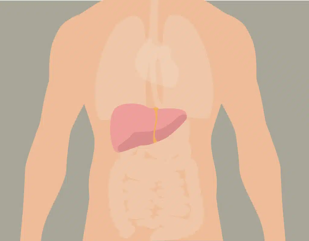 Das Thema Leber entgiften hängt eng mit der Ernährung zusammen.