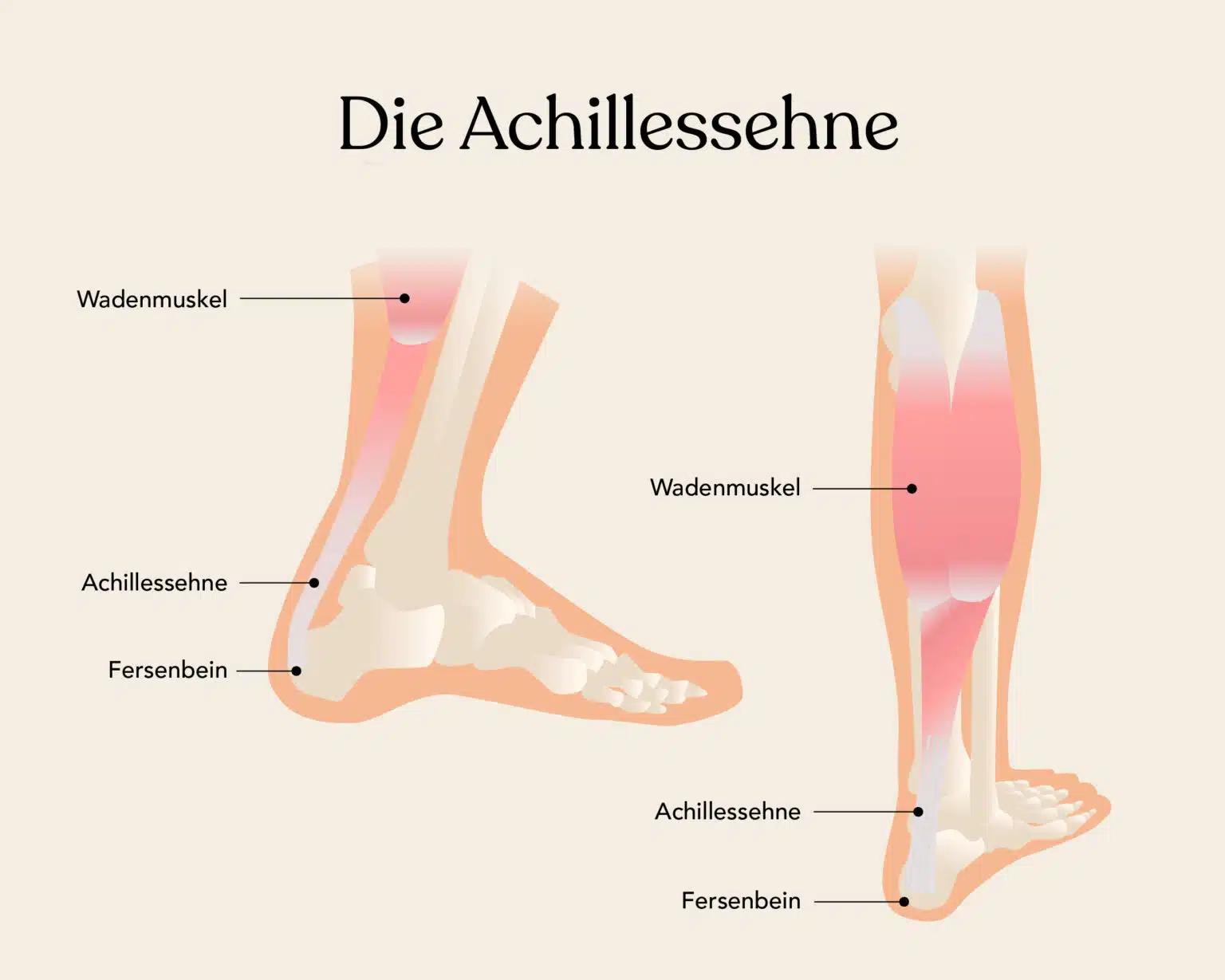 Bedeutung Achillessehne In Der Chinesischen Medizin www.liebscher-bracht.com